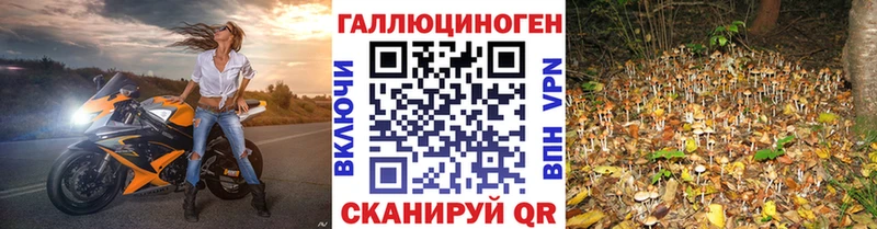 Галлюциногенные грибы Psilocybine cubensis  Купить где  Гулькевичи 
